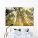 Trees In Forest, Near Duncan, Vancouver Island, British Columbia Wall Mural