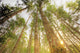 Trees In Forest, Near Duncan, Vancouver Island, British Columbia Wall Mural