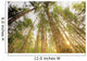 Trees In Forest, Near Duncan, Vancouver Island, British Columbia Wall Mural