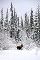 Moose In Deep Snow, Near Teslin, Yukon Wall Mural