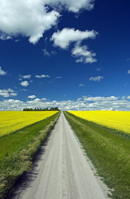 Country Road With Blooming Canola Fields On Both Sides Wall Mural
