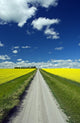 Country Road With Blooming Canola Fields On Both Sides Wall Mural