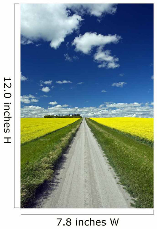 Country Road With Blooming Canola Fields On Both Sides Wall Mural
