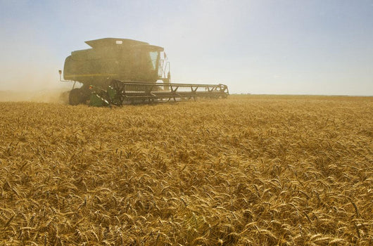 A Combine Harvester Works A Field Of Winter Wheat Wall Mural