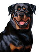 Rottweiler Wall Decal