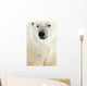 Polar Bear, Churchill, Manitoba Wall Mural