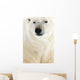 Polar Bear, Churchill, Manitoba Wall Mural