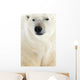 Polar Bear, Churchill, Manitoba Wall Mural