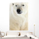 Polar Bear, Churchill, Manitoba Wall Mural