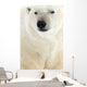Polar Bear, Churchill, Manitoba Wall Mural