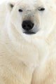 Polar Bear, Churchill, Manitoba Wall Mural