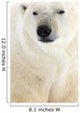 Polar Bear, Churchill, Manitoba Wall Mural