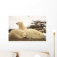 Polar Bears, Mother And Two Cubs, Churchill, Manitoba Wall Mural