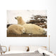 Polar Bears, Mother And Two Cubs, Churchill, Manitoba Wall Mural