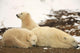 Polar Bears, Mother And Two Cubs, Churchill, Manitoba Wall Mural