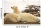 Polar Bears, Mother And Two Cubs, Churchill, Manitoba Wall Mural