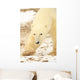 Polar Bear, Churchill, Manitoba Wall Mural