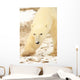 Polar Bear, Churchill, Manitoba Wall Mural