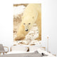 Polar Bear, Churchill, Manitoba Wall Mural