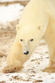 Polar Bear, Churchill, Manitoba Wall Mural