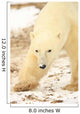 Polar Bear, Churchill, Manitoba Wall Mural