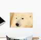 Close Up Of A Polar Bear, Churchill, Manitoba Wall Mural