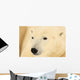 Close Up Of A Polar Bear, Churchill, Manitoba Wall Mural