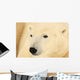 Close Up Of A Polar Bear, Churchill, Manitoba Wall Mural
