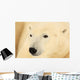 Close Up Of A Polar Bear, Churchill, Manitoba Wall Mural