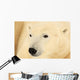 Close Up Of A Polar Bear, Churchill, Manitoba Wall Mural