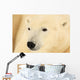 Close Up Of A Polar Bear, Churchill, Manitoba Wall Mural