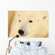 Close Up Of A Polar Bear, Churchill, Manitoba Wall Mural