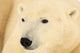 Close Up Of A Polar Bear, Churchill, Manitoba Wall Mural