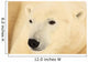 Close Up Of A Polar Bear, Churchill, Manitoba Wall Mural