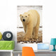 Polar Bear, Churchill, Manitoba Wall Mural