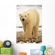 Polar Bear, Churchill, Manitoba Wall Mural