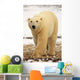 Polar Bear, Churchill, Manitoba Wall Mural
