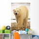 Polar Bear, Churchill, Manitoba Wall Mural