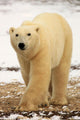 Polar Bear, Churchill, Manitoba Wall Mural
