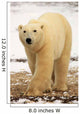 Polar Bear, Churchill, Manitoba Wall Mural