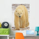 Polar Bear, Churchill, Manitoba Wall Mural
