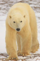 Polar Bear, Churchill, Manitoba Wall Mural