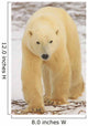 Polar Bear, Churchill, Manitoba Wall Mural