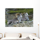 Stone Mountain Sheep, Stone Mountain Provincial Park, British Columbia Wall Mural