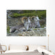 Stone Mountain Sheep, Stone Mountain Provincial Park, British Columbia Wall Mural