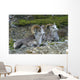 Stone Mountain Sheep, Stone Mountain Provincial Park, British Columbia Wall Mural
