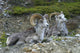 Stone Mountain Sheep, Stone Mountain Provincial Park, British Columbia Wall Mural