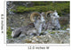 Stone Mountain Sheep, Stone Mountain Provincial Park, British Columbia Wall Mural