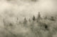 Tips Of Coniferous Trees In Mist, Vancouver Island, British Columbia Wall Mural