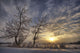 Snow Covered Trees Silhouetted By Sunrise On The Alberta Prairies Wall Mural